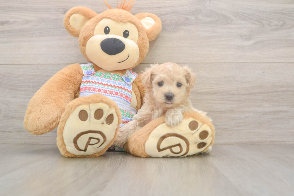 Petite Maltipoo Poodle Mix Pup