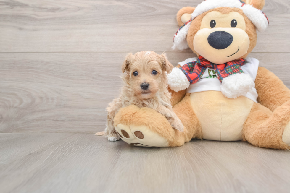 Smart Maltipoo Poodle Mix Pup