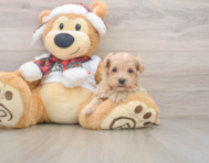 7 week old Maltipoo Puppy For Sale - Premier Pups