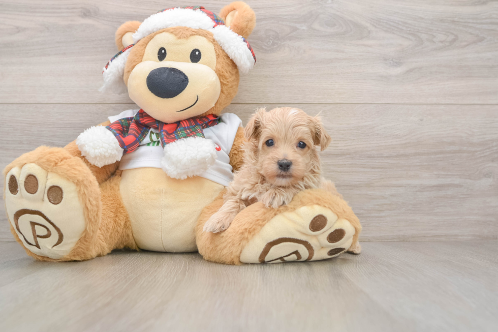 Maltipoo Pup Being Cute
