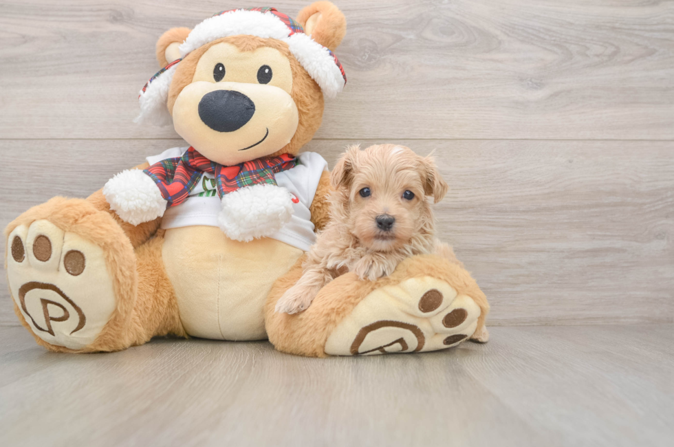 5 week old Maltipoo Puppy For Sale - Premier Pups