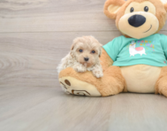 8 week old Maltipoo Puppy For Sale - Premier Pups