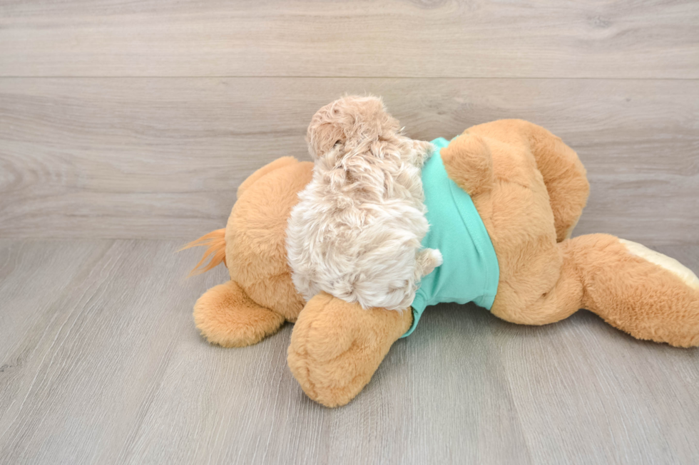 Maltipoo Pup Being Cute