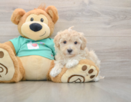 8 week old Maltipoo Puppy For Sale - Premier Pups
