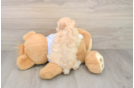 Playful Multipoo Poodle Mix Puppy