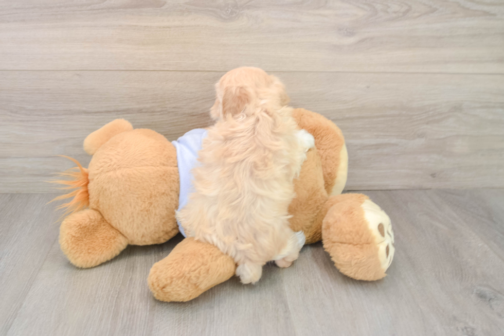 Playful Multipoo Poodle Mix Puppy