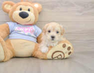 9 week old Maltipoo Puppy For Sale - Premier Pups