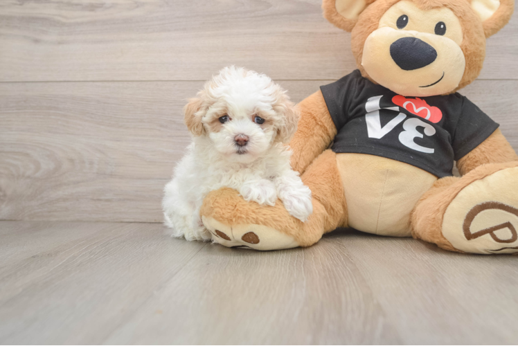 Popular Maltipoo Poodle Mix Pup