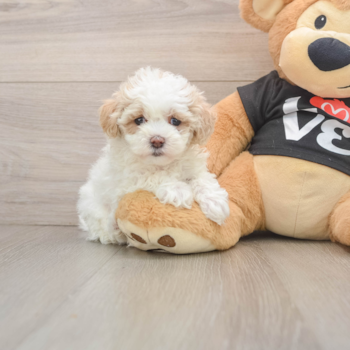 Popular Maltipoo Poodle Mix Pup