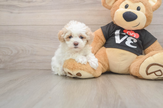 Popular Maltipoo Poodle Mix Pup