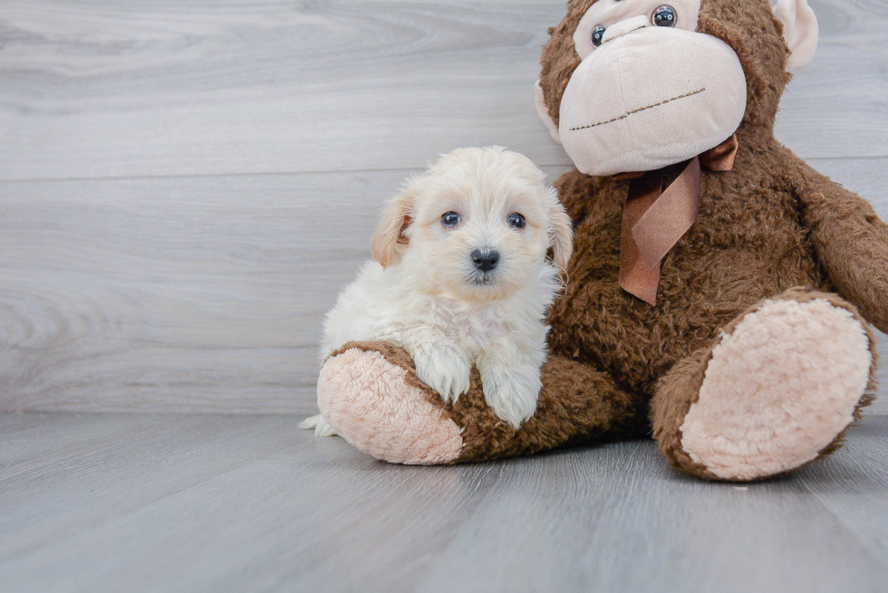 Energetic Maltese Poodle Poodle Mix Puppy