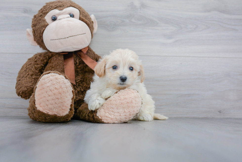 Best Maltipoo Baby