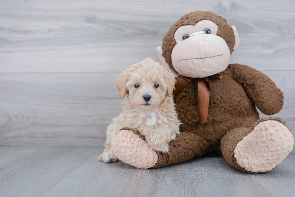 Friendly Maltipoo Baby