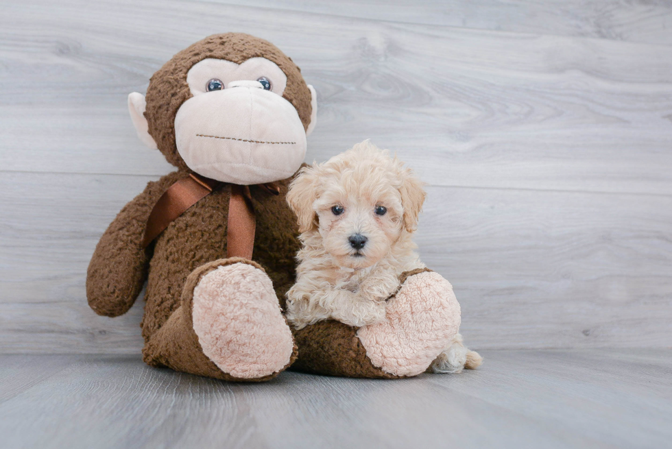 Funny Maltipoo Poodle Mix Pup