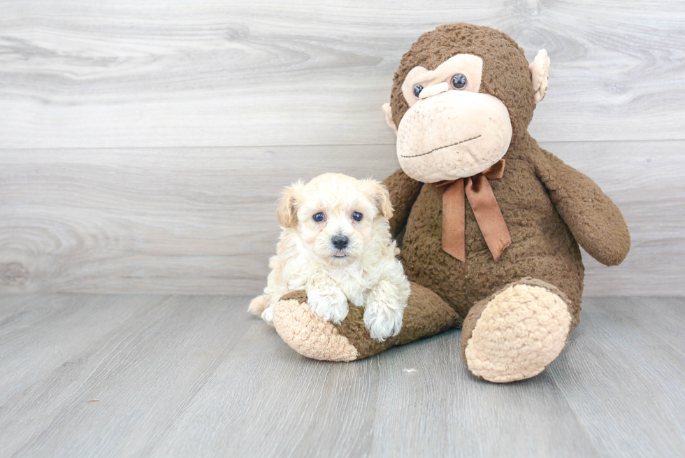 Smart Maltipoo Poodle Mix Pup