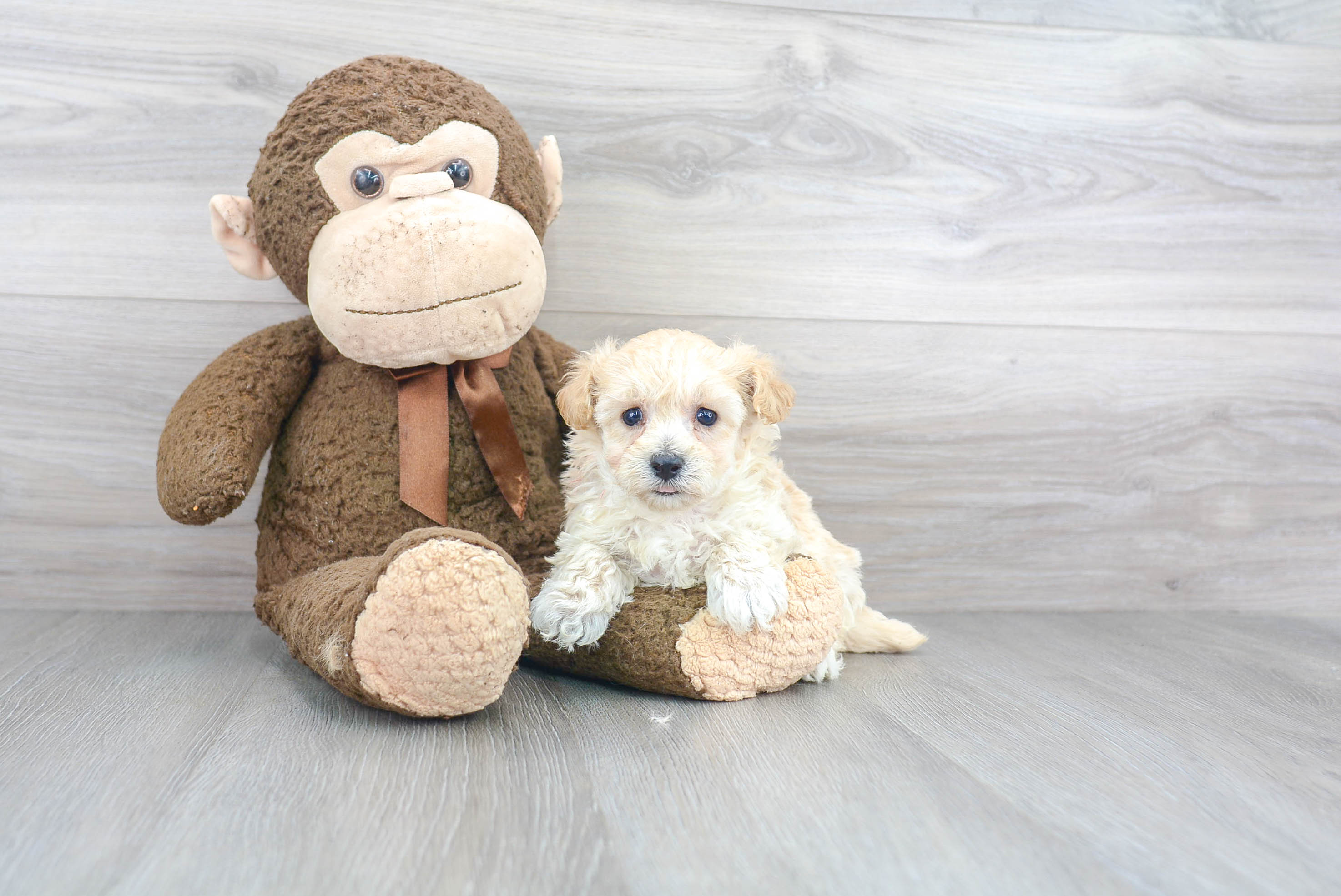 Funny Maltipoo Poodle Mix Pup