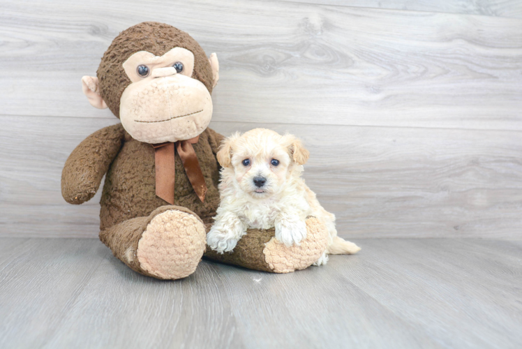 Funny Maltipoo Poodle Mix Pup