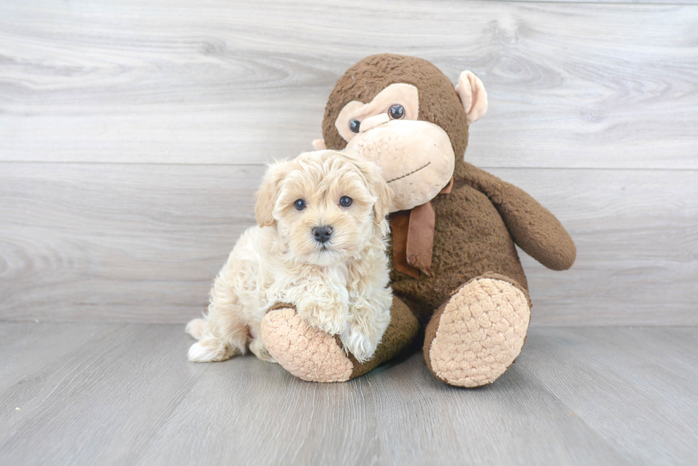 Maltipoo Pup Being Cute