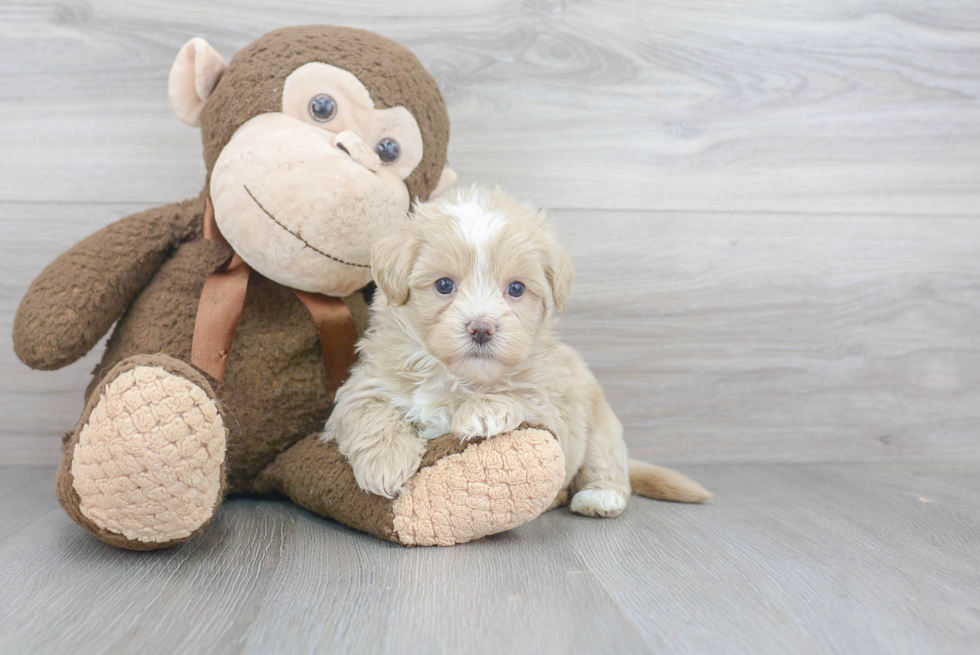 Maltipoo Pup Being Cute