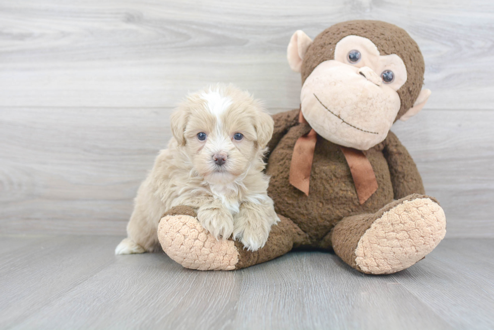 Happy Maltipoo Baby