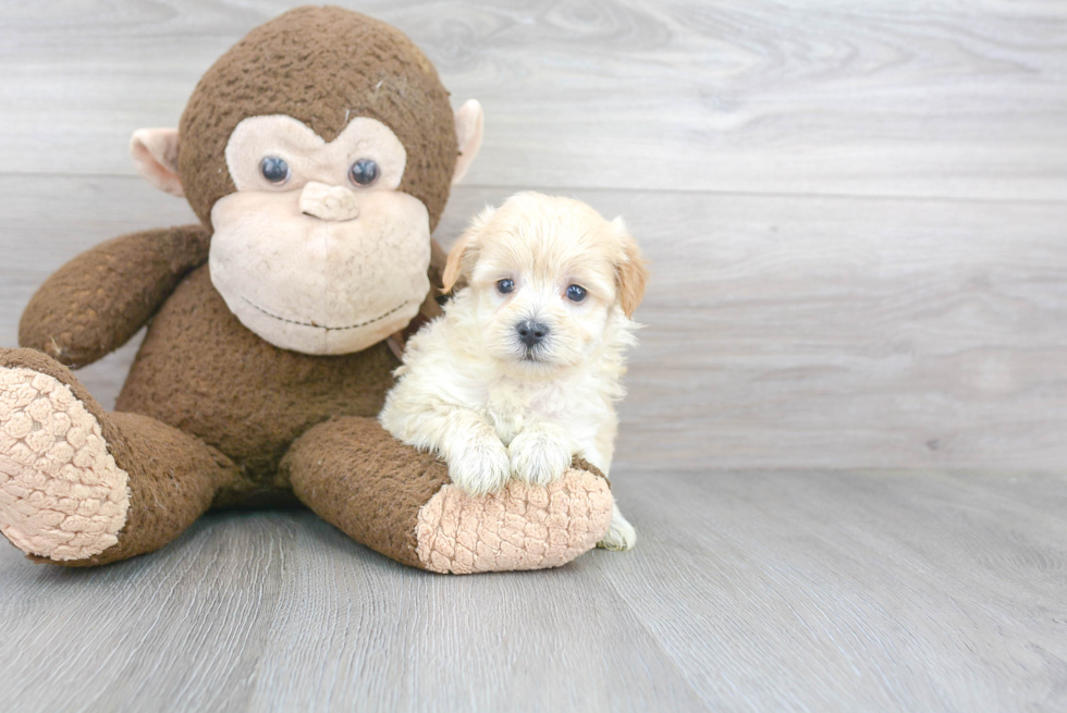 Small Maltipoo Baby