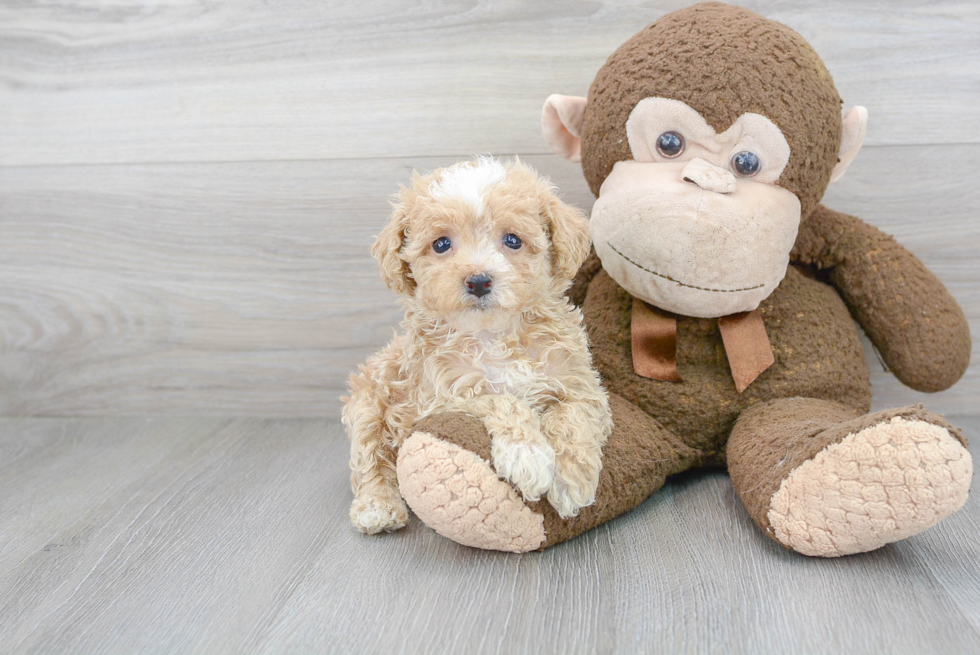 Maltipoo Pup Being Cute