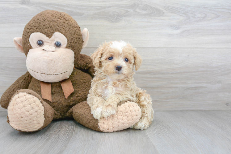 Energetic Maltese Poodle Poodle Mix Puppy