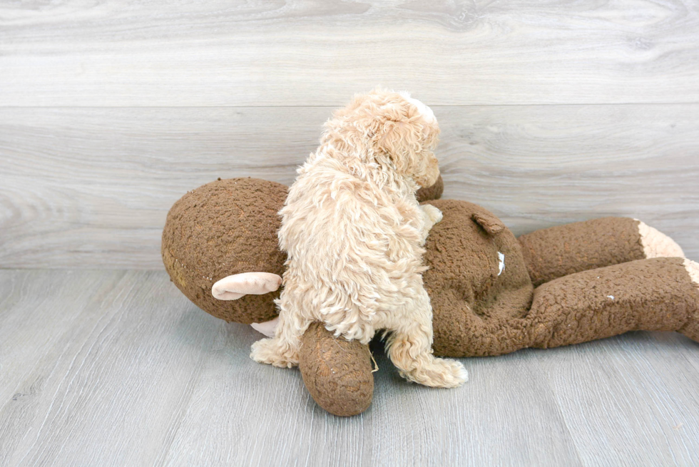 Playful Maltepoo Poodle Mix Puppy