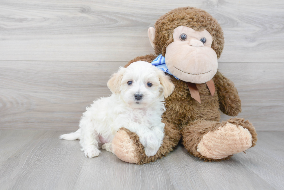 Friendly Maltipoo Baby