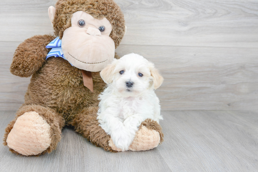 Playful Maltepoo Poodle Mix Puppy