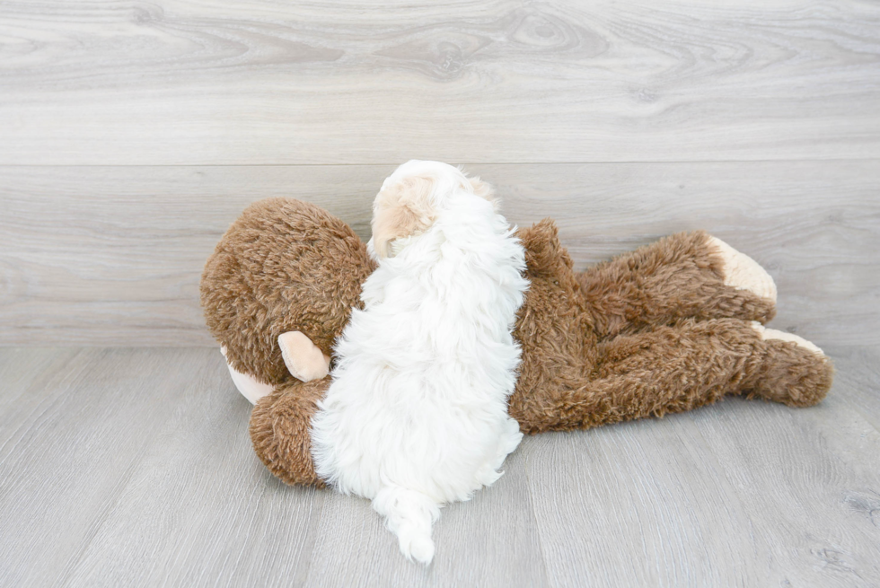 Maltipoo Pup Being Cute