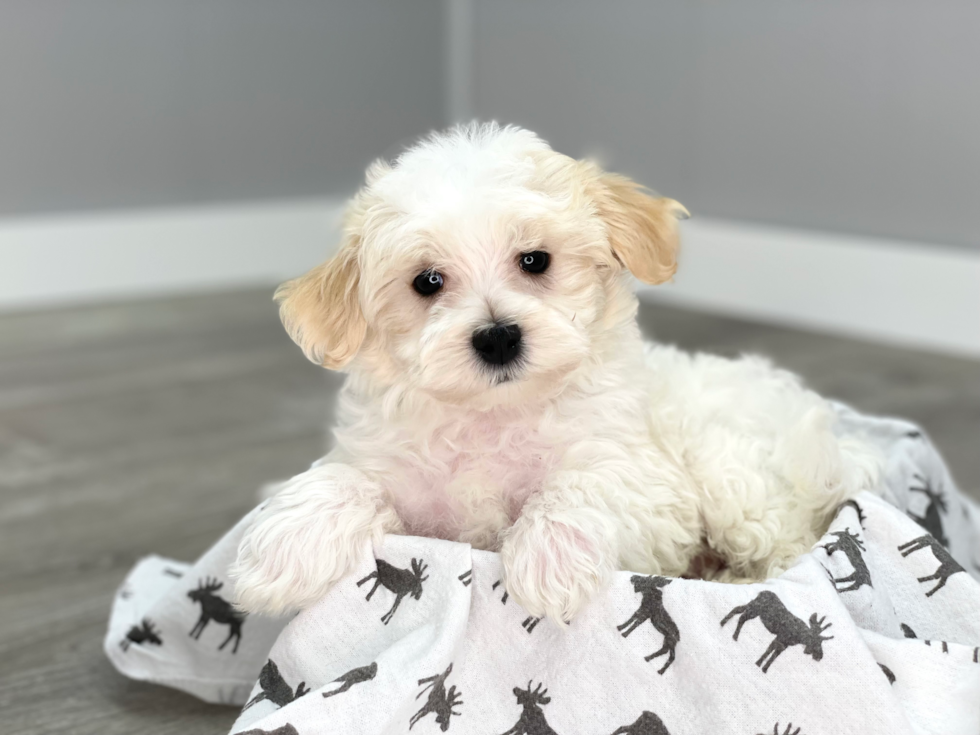 Playful Maltepoo Poodle Mix Puppy