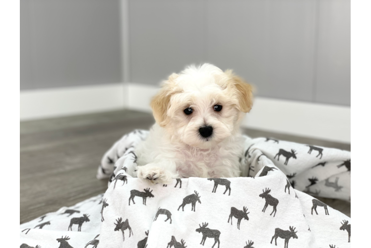 Cute Maltipoo Baby