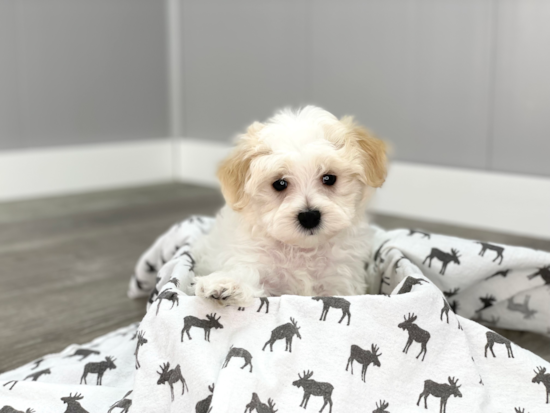 Cute Maltipoo Baby