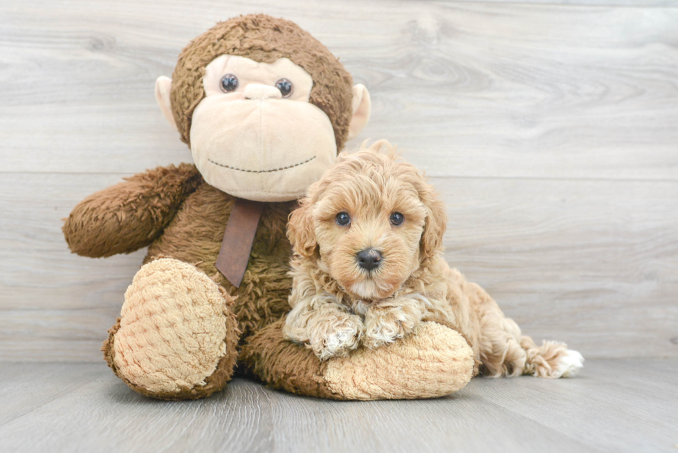 Little Maltepoo Poodle Mix Puppy