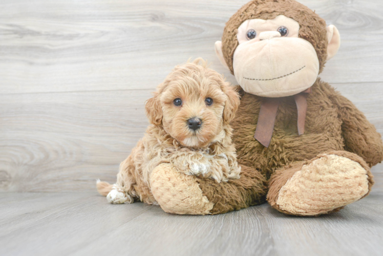 Adorable Maltese Poodle Poodle Mix Puppy