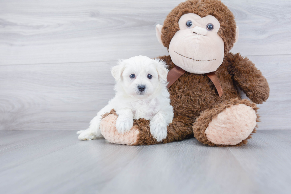 Maltipoo Pup Being Cute