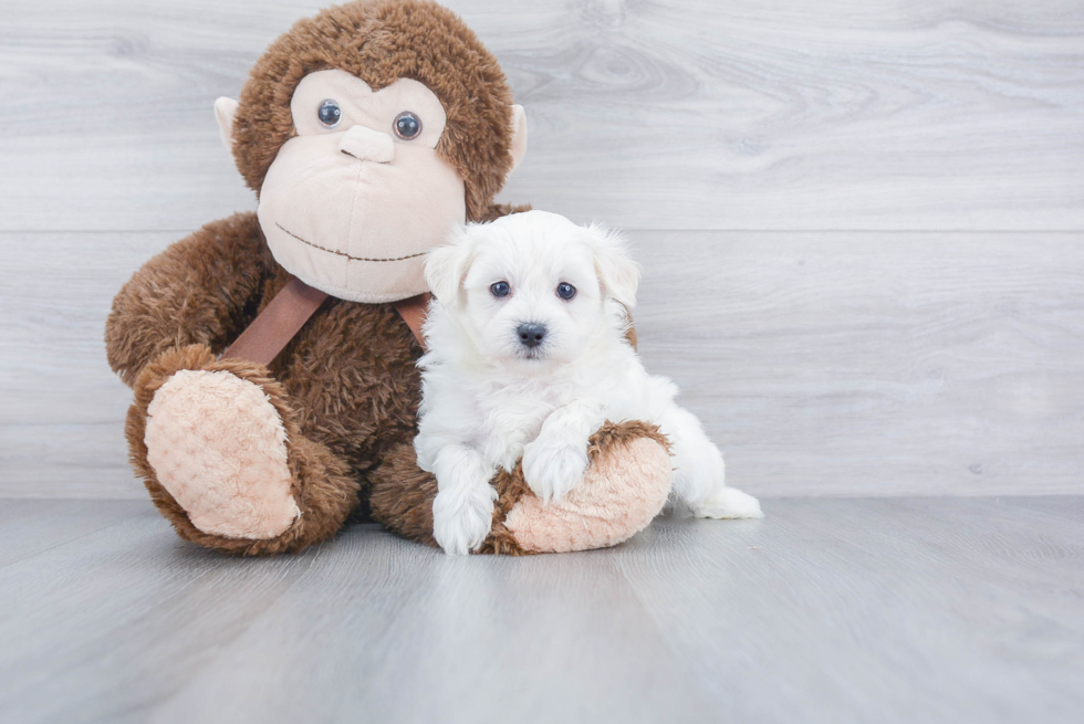 Maltipoo Pup Being Cute