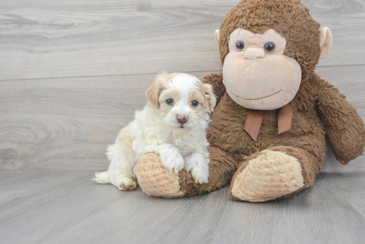 Best Maltipoo Baby