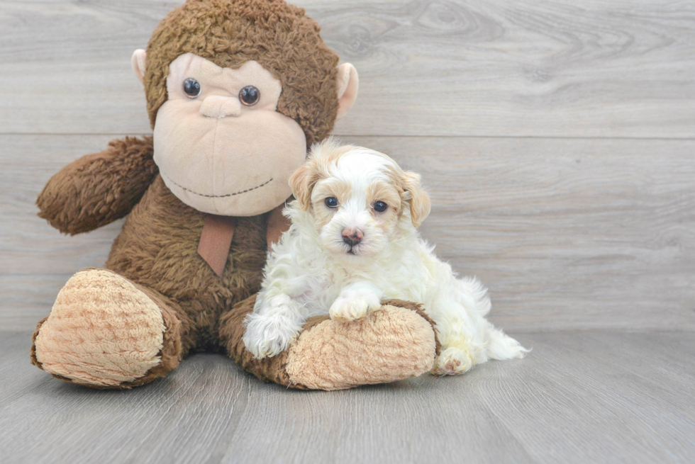 Petite Maltipoo Poodle Mix Pup