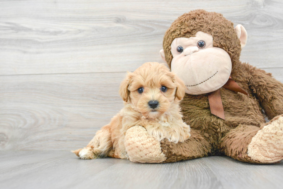 Energetic Maltese Poodle Poodle Mix Puppy