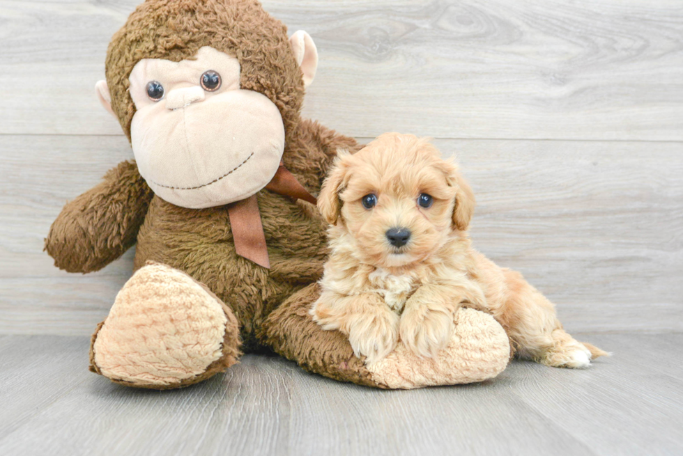 Funny Maltipoo Poodle Mix Pup