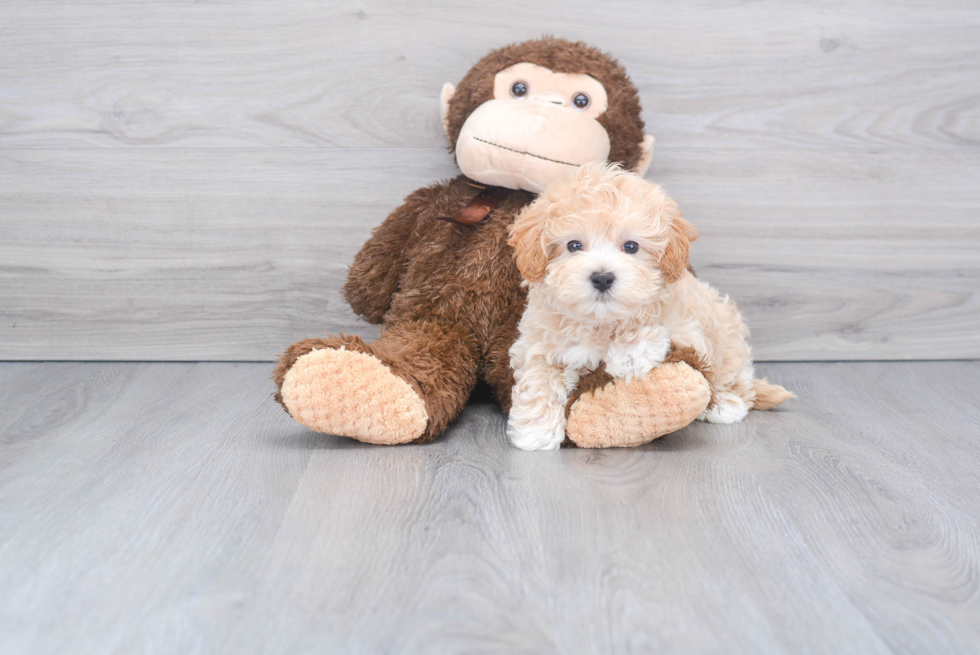 Maltipoo Pup Being Cute