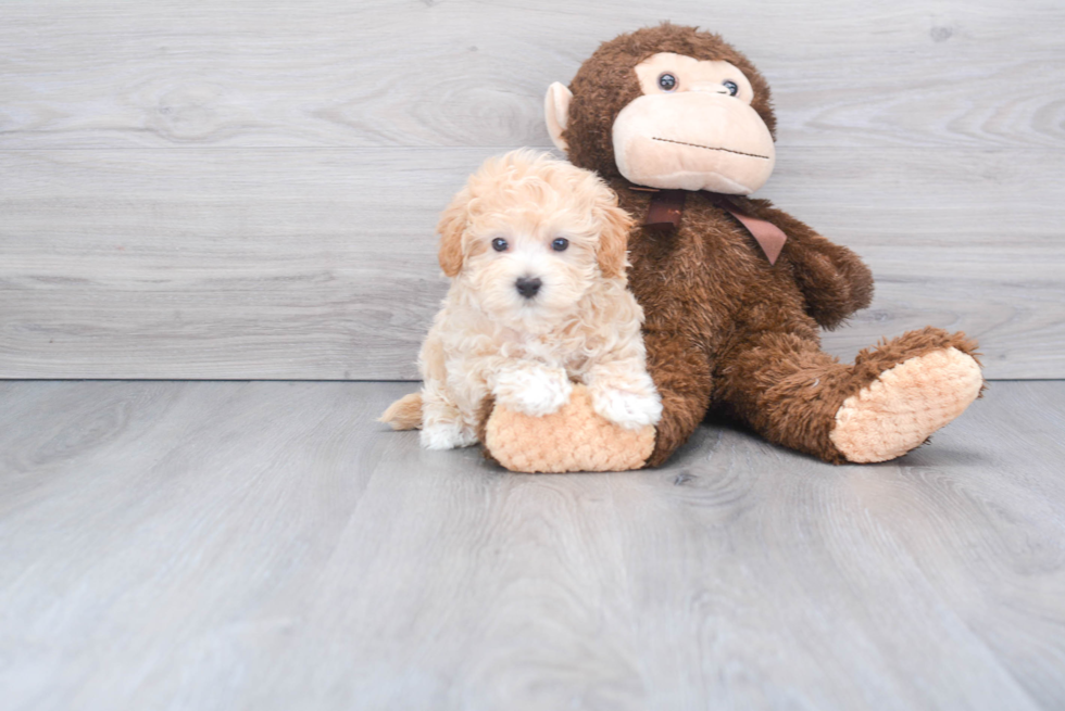 Cute Maltipoo Baby