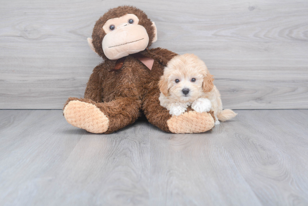 Popular Maltipoo Poodle Mix Pup