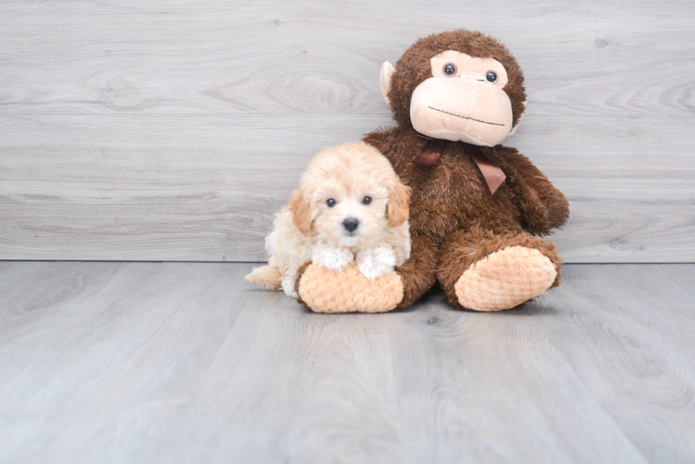 Maltipoo Puppy for Adoption