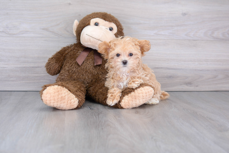 Petite Maltipoo Poodle Mix Pup