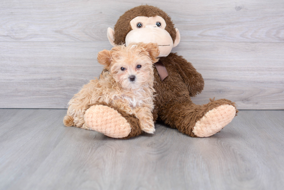 Playful Maltese Poodle Poodle Mix Puppy