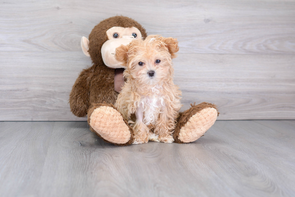 Popular Maltipoo Poodle Mix Pup