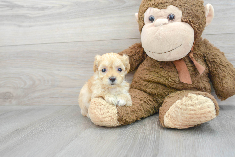 Small Maltipoo Baby